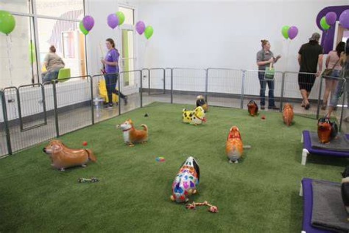 Pet Suites Opens in Bradenton Bradenton Dog