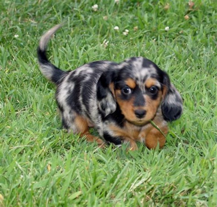 Pin by Janie Nutter on My Puppies Dapple dachshund, Dachshund love