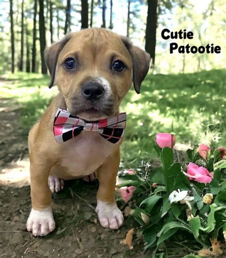 Pin on Cutie Patootie