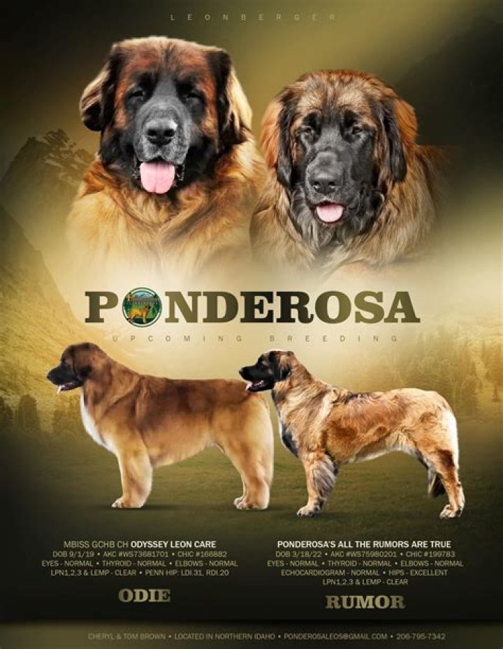 Ponderosa Pups We Know You Love Your Pet More. Ponderosa Pups