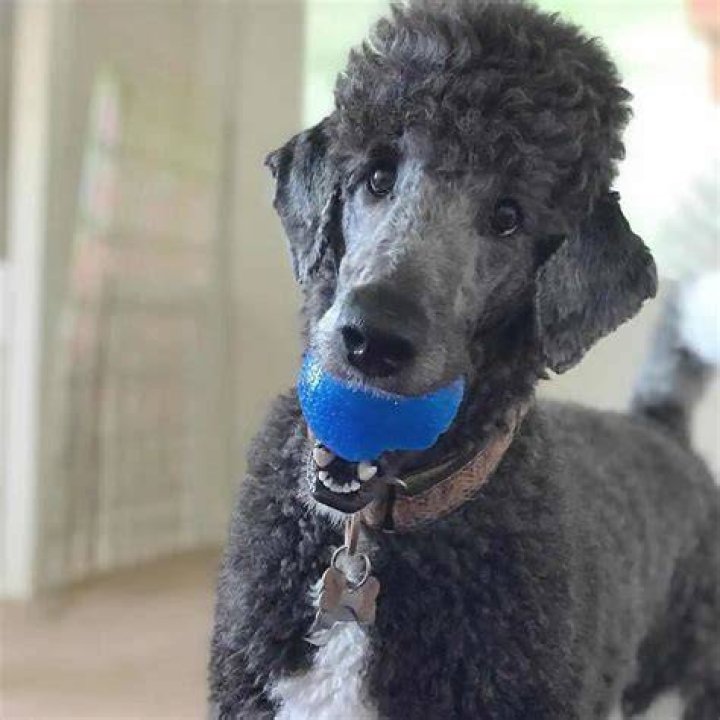 poodle with ball in his mouth Google Search Dog breeds, Poodle