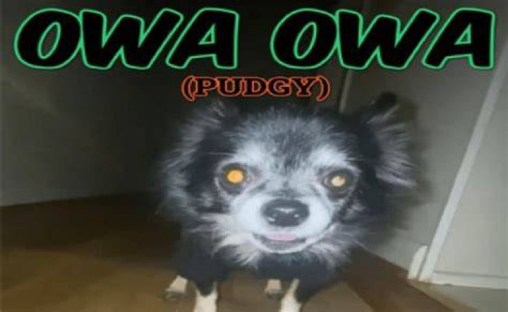 Pudgy Owa Owa Did Owa Owa Really Die? BrunchVirals