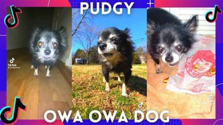 Pudgy the owa owa dog goes out for a walk (owa owa dog) owa owa dog
