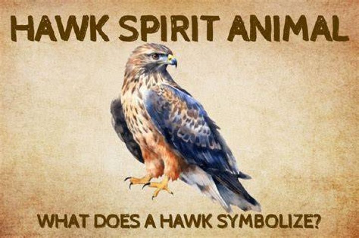 PulseVibe | The Hawk Spirit Animal
