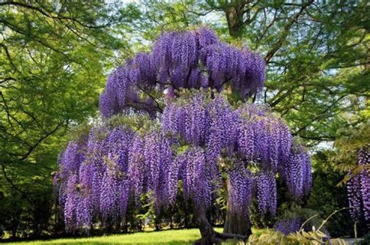 Purple Wisteria Trees for Sale