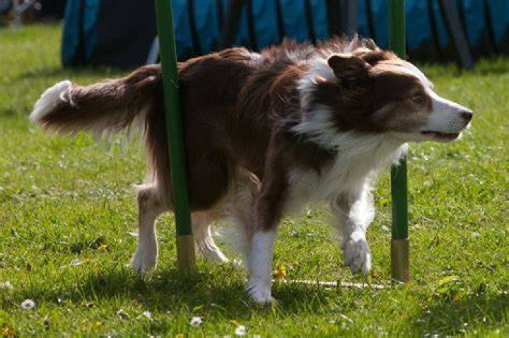rave DB Dog Training