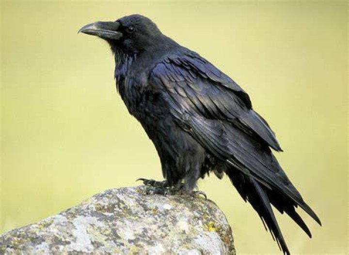 Raven campestre.al.gov.br