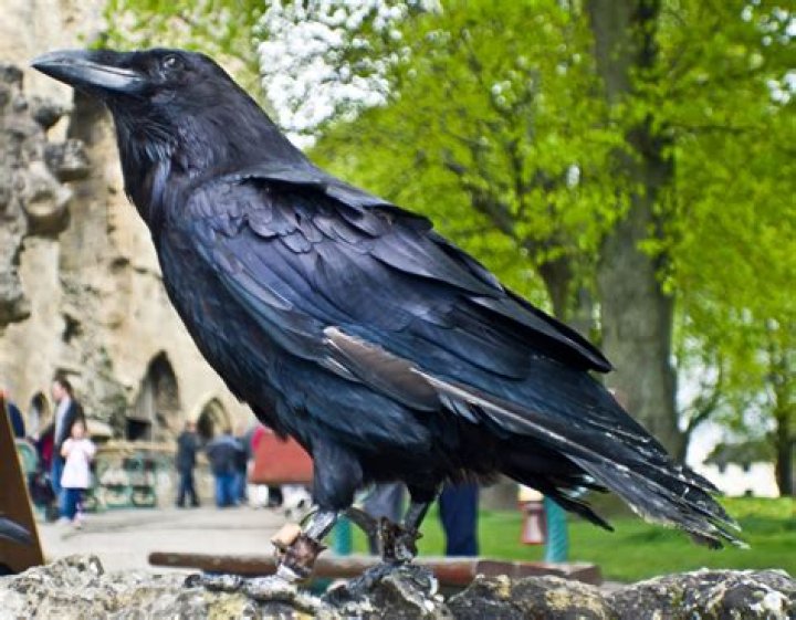 Raven Free Stock Photo Public Domain Pictures