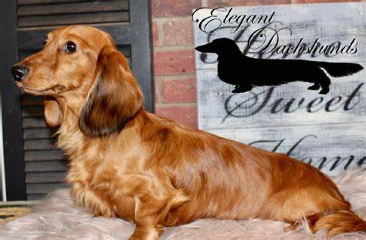 Red dapple longhair dachshund Elegant Dachshunds Dachshund, Sausage