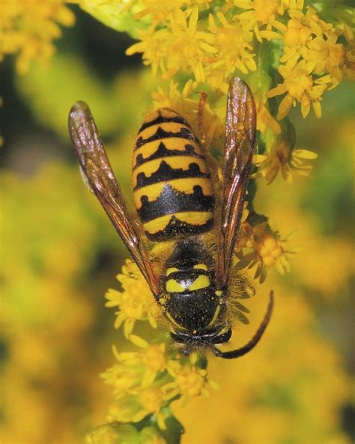 Rich Landers Yellow jackets are wild friends with attitude The