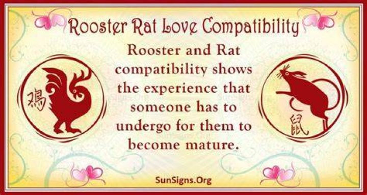 Rooster And Rat Compatibility: Seductive Affair