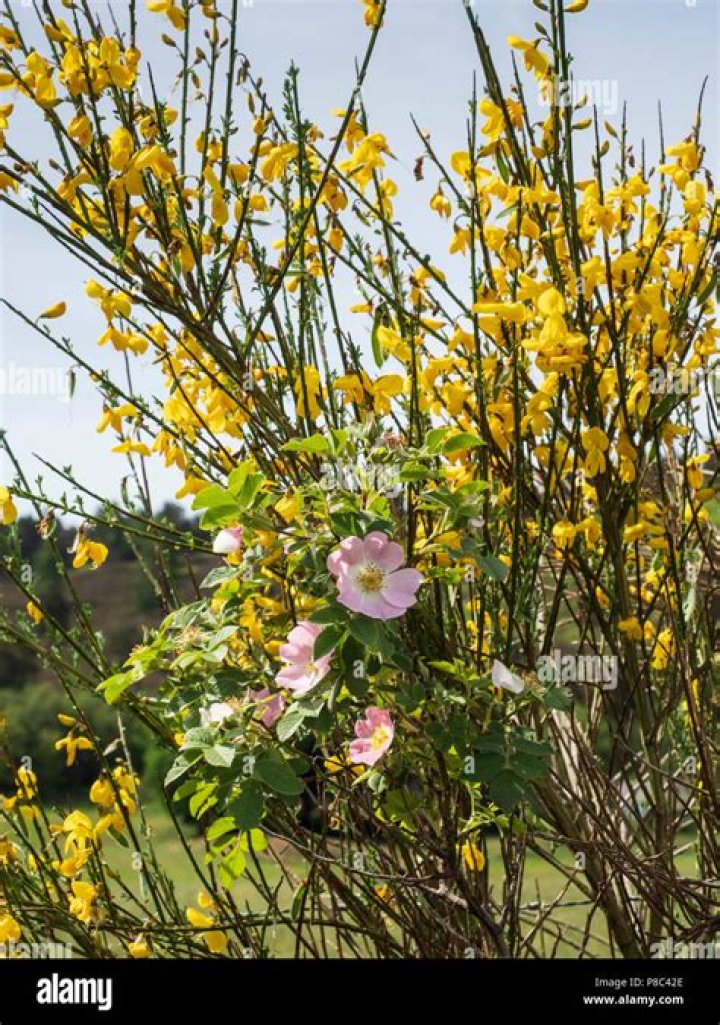 Rose and broom Stock Photo Alamy