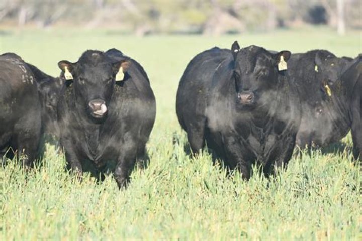 ScotLIS - Search Sheet Angus 57588