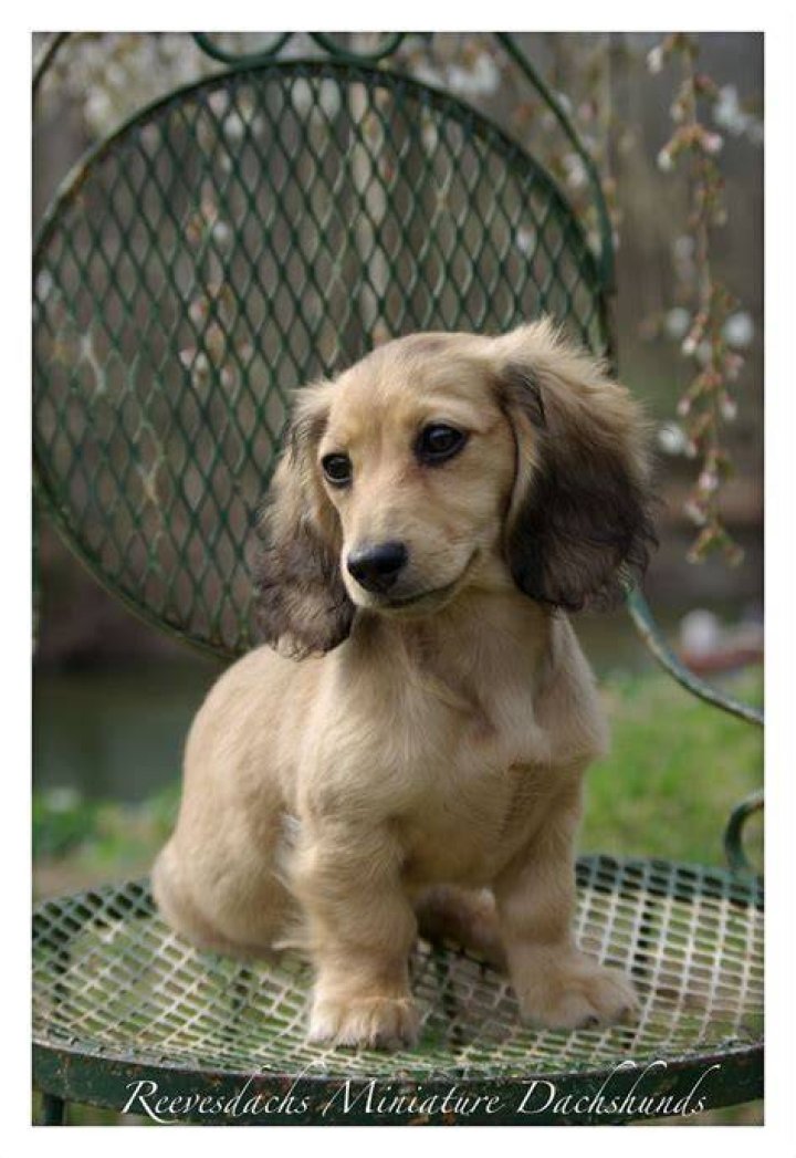Shaded English Cream Long Haired Dachshund Dachshund breed, Dachshund