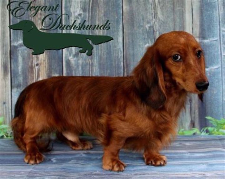 Shaded red dapple longhair Elegant Dachshunds Dachshund love, Long
