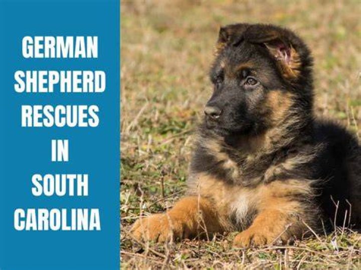 South Carolina Rescue Dog Holds New Owner&rsquo;s Hand "Whole Way Home" From