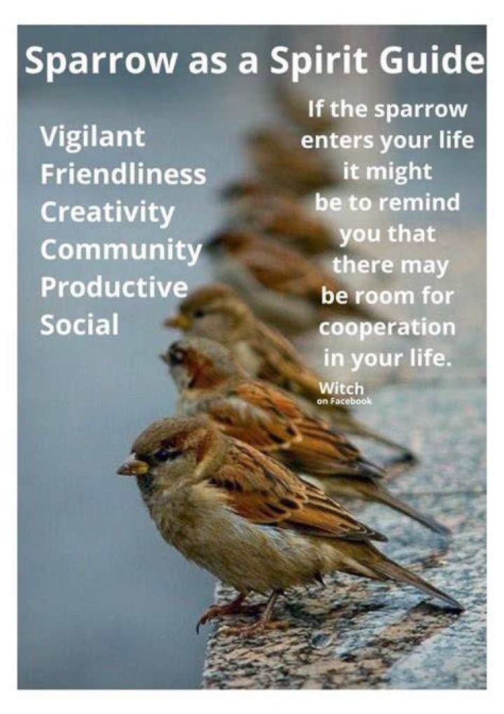 Sparrow Spirit Animal Totem Meaning: Proud And Friendly