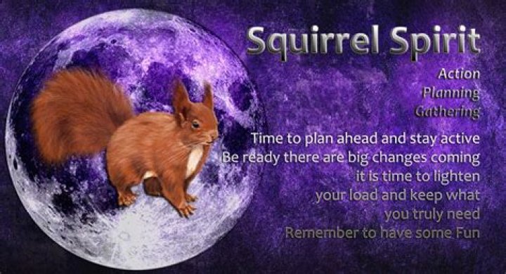 squirrel spirit animal