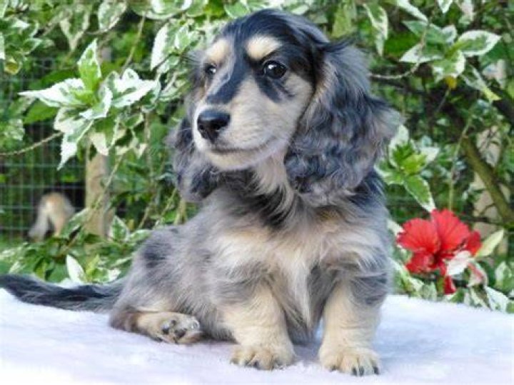 Sterling, black & cream Dapple long haired mini Dachshund. Dachshund