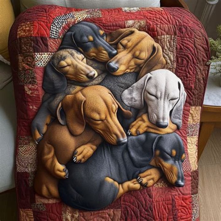 Supa Dogs 😍 Dachshund Delight Dachshund delight Dogs Supa