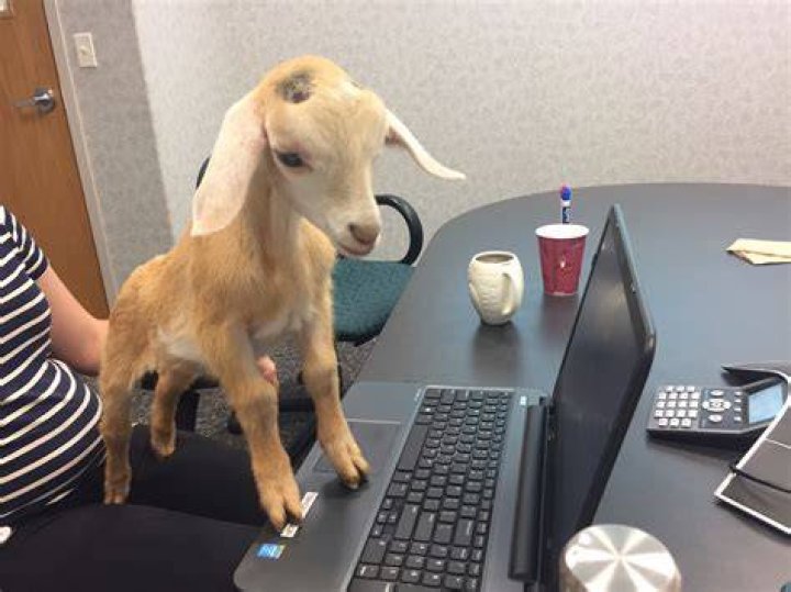 Take Your Goat to Work Day Belden Farmstand