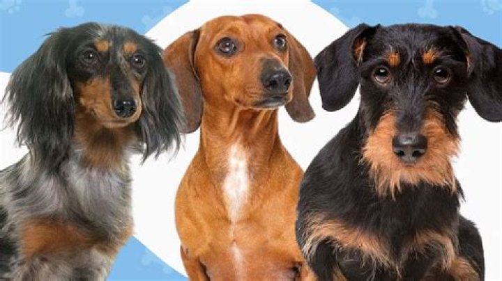 The 3 Types of Dachshunds Do You Know Them All?