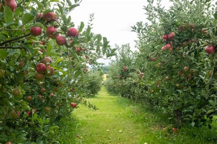 The Apple Farm Victor, NY 14564