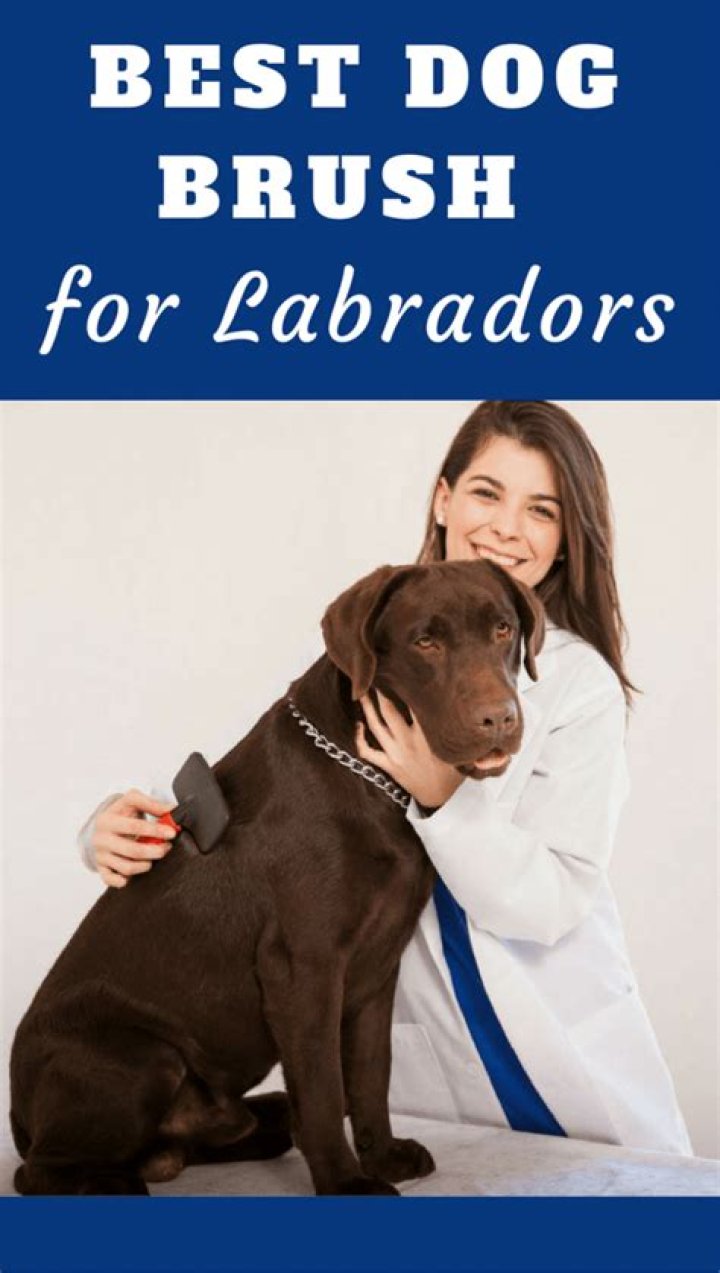 The Best Brush For Labradors And How To Reduce Shedding In Labs
