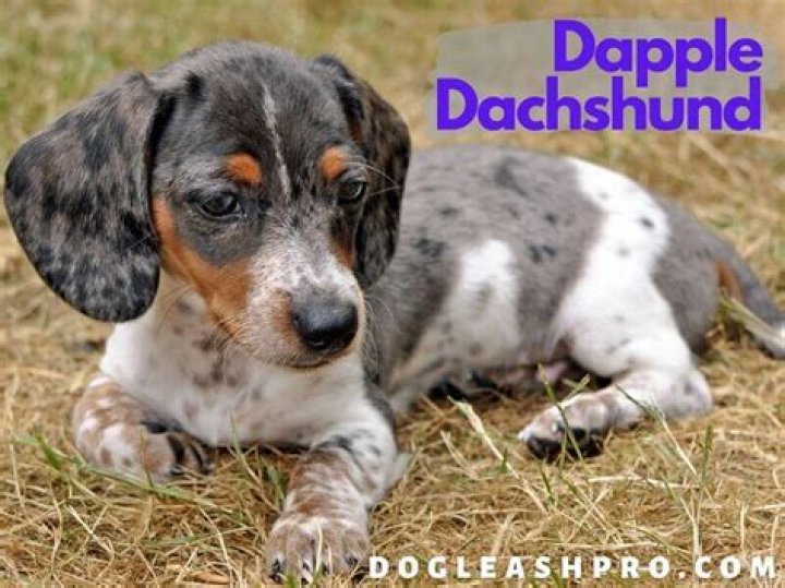 The Dapple Dachshund Complete Dog Breed Guide Animal Corner