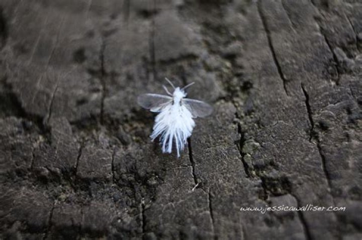 The Insect World Wooly Aphid "Fairy Fly"