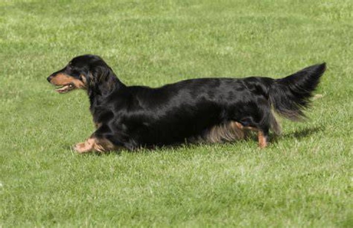 The Long Haired Dachshund Owner Guide & Facts Animal Corner