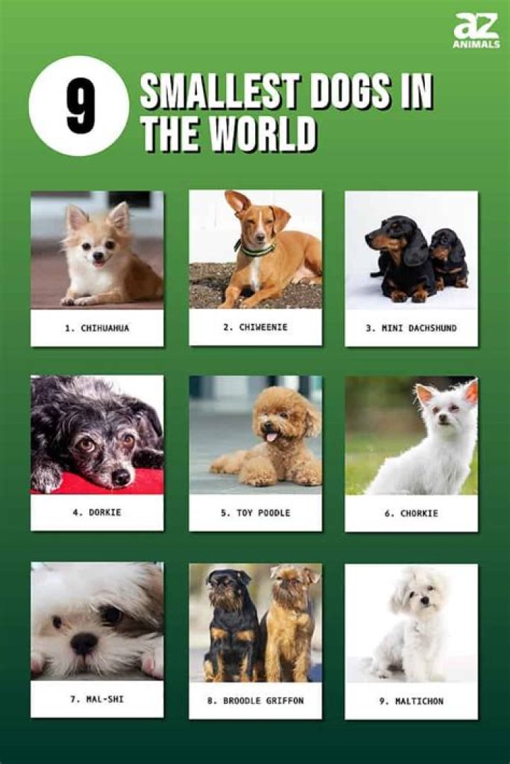 The Top 9 Smallest Dogs in the World AZ Animals