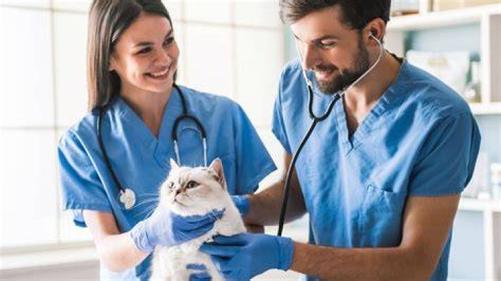 This veterinarian is followed by millions of people, has a rare