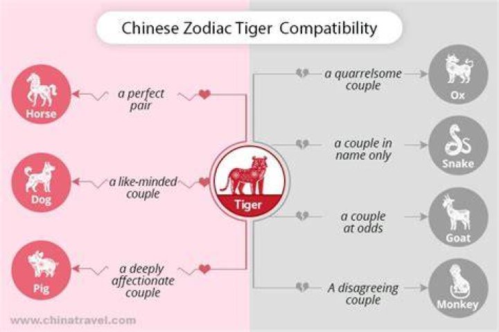 Tiger Dog Compatibility. The tiger and dog in love are very close to an ideal couple.