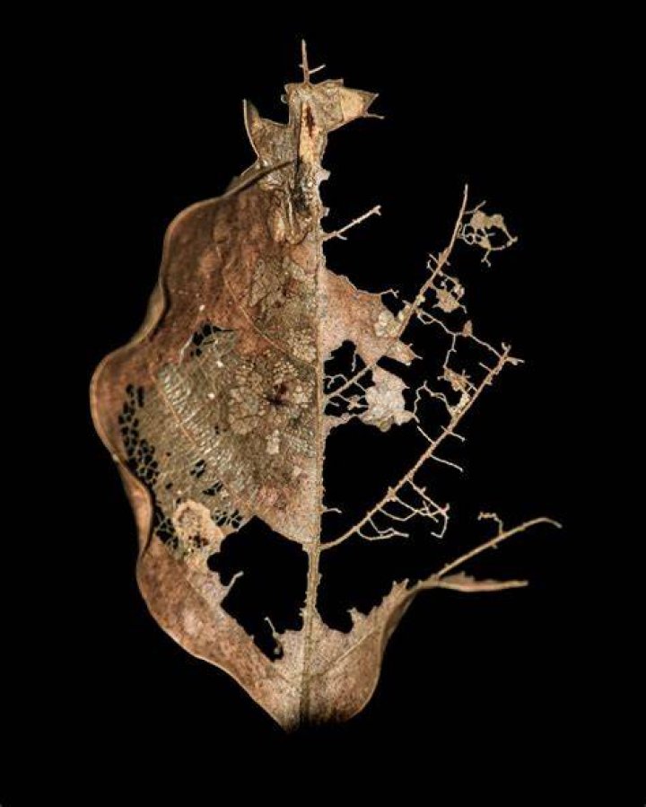 Time, Decay, And Unconventional Beauty