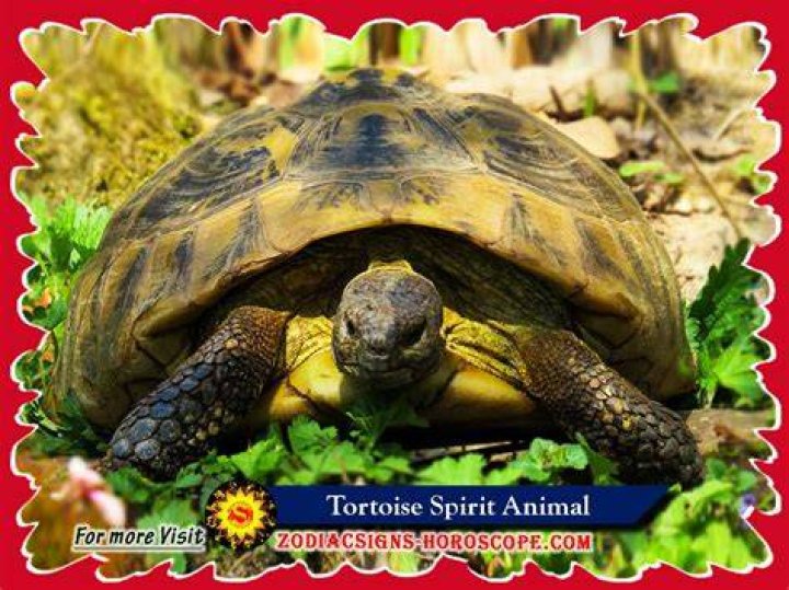 Tortoise Spirit Animal Totem Meaning: Support From Friends