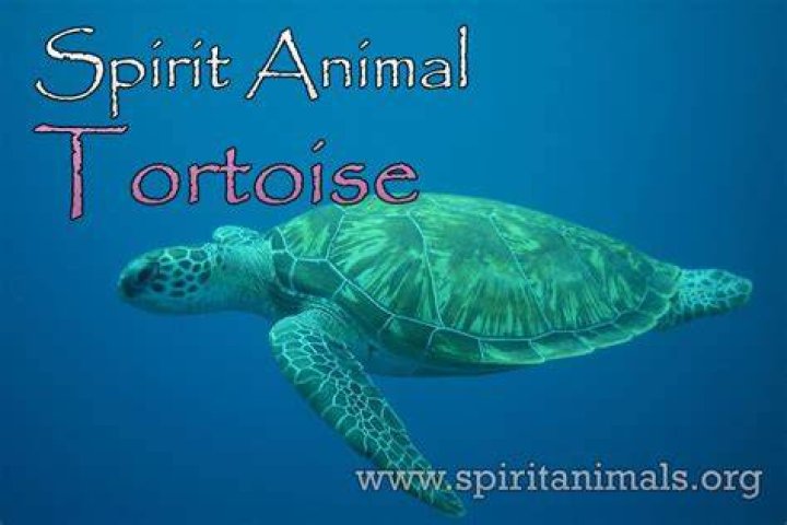 Tortoise Spirit Animal