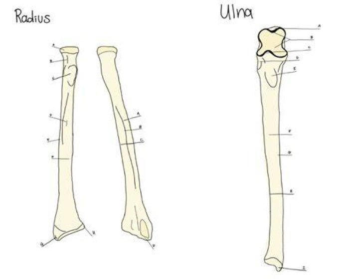 Ulna Radius Labeling Quiz - BlogNews