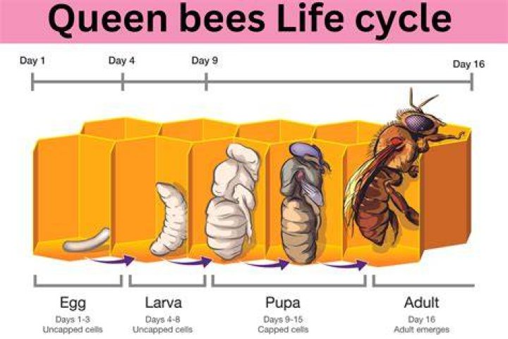 Unveiling the Personal Life of the Queen Bee