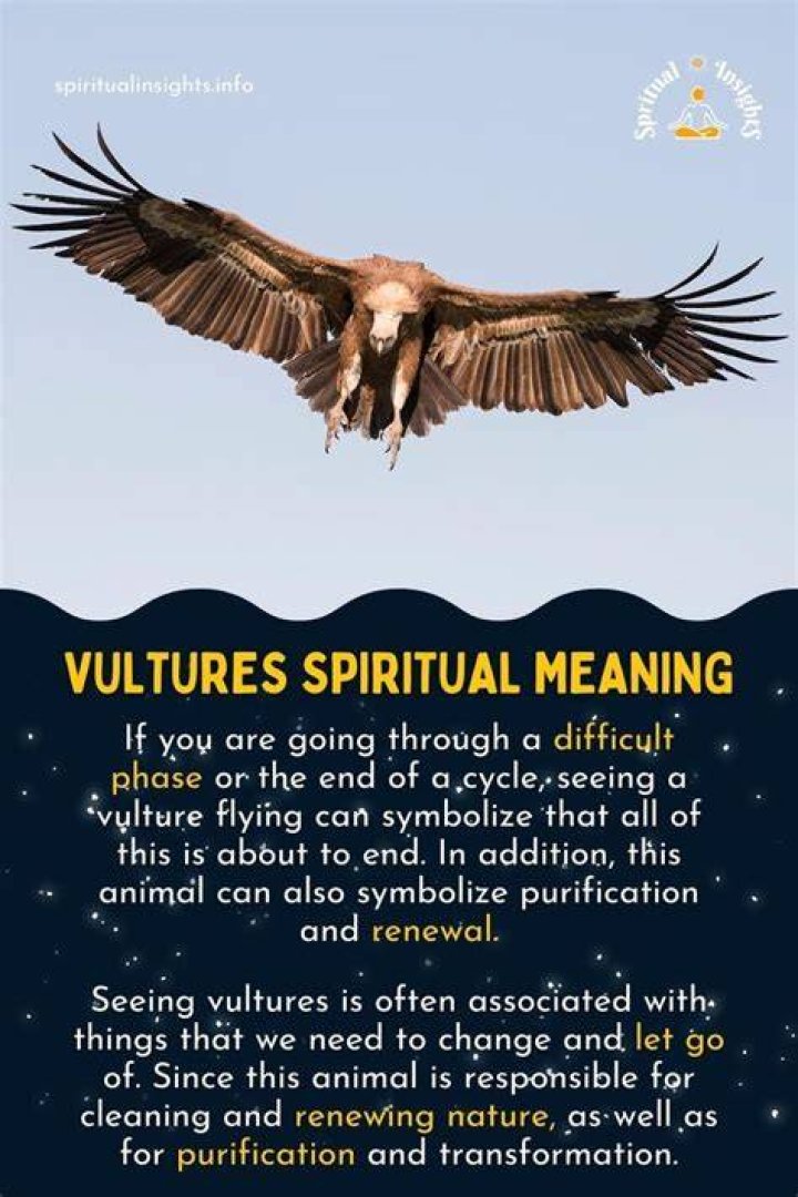 Vulture Spirit Animal Totem Meaning: Power Of Positive Influence