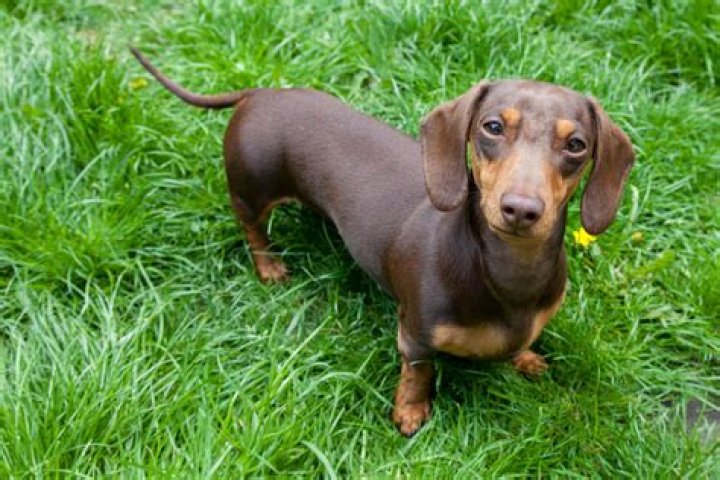 What Age Are Miniature Dachshunds Full Grown