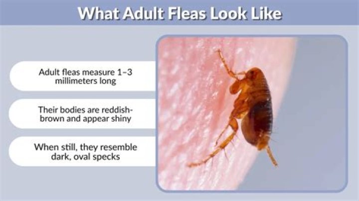 WHAT DO FLEAS LOOK LIKE & HOW TO GET RID OF THEM