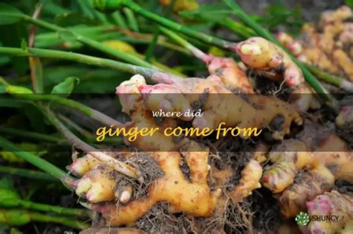 Where Does Ginger Come From; A detailed Insight