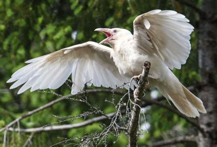 White Raven C&eacute;line