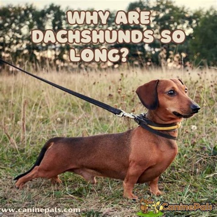 Why Are Dachshunds So Long? All About Dachshunds