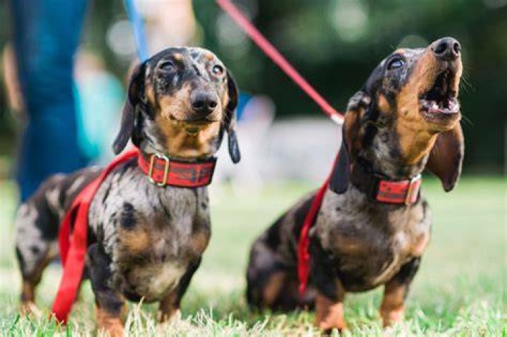 Why Do Dachshunds Bark A Lot? (Strategies) Oodle Life