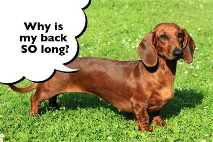 Why Do Dachshunds Have Long Bodies? I Love Dachshunds