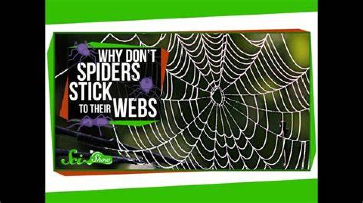 Why Spiders Do Not Stick to Their Own Sticky Web Sites Smithsonian