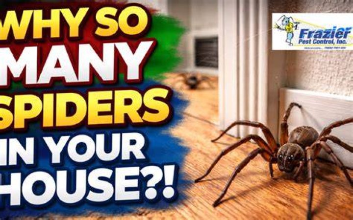Why Spiders Suddenly Appear When You Turn on the Lights My Backyard Life