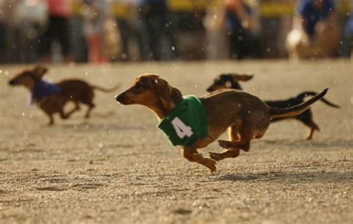 Wiener Dog Races Lexington Humane Society